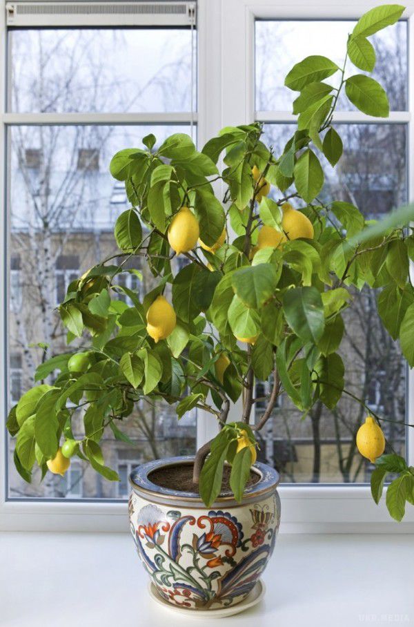 Вирощуємо лимонне дерево вдома (фото). Створіть маленький зелений куточок у себе на столі. Ця пишна, яка виросла в звичайній чашці зелень, буде радувати ваш погляд, очистить повітря в кімнаті і наповнить ароматом.