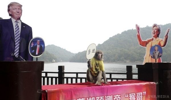 Шанхайська мавпа спрогнозувала результат виборів у США. Перемогу на президентських виборах кандидату від Республіканської партії США Дональду Трампу напророчила мавпа-віщунка Геда з китайського міста Шанхай.