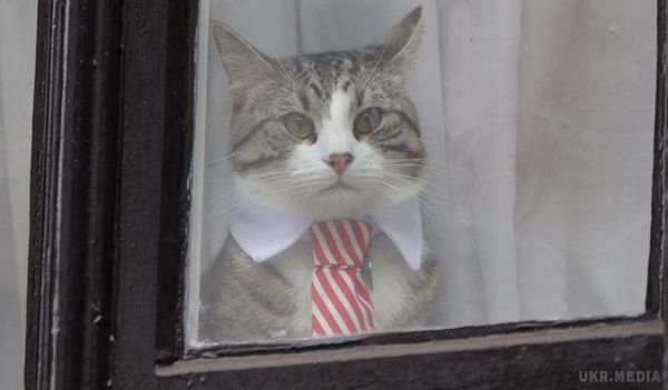 Діловий кіт Джулліана Ассанжа закохав у себе світові ЗМІ. Кіт засновника WikiLeaks Джуаліана Ассанжа в один момент став мегапопулярним у мережі.