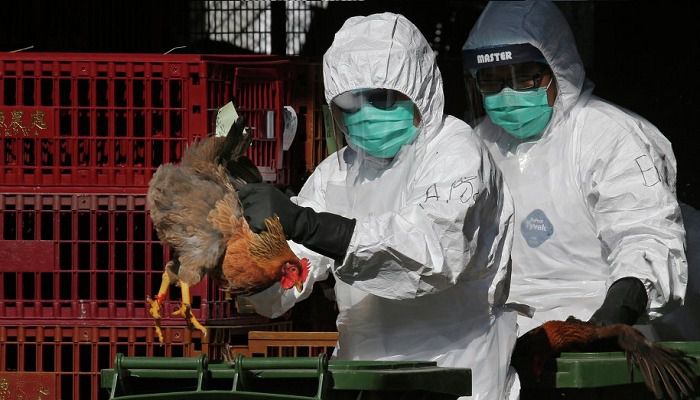 Україна тимчасово призупинила імпорт птиці з Болгарії та Угорщини. Причиною стали випадки захворювання птиці на високопатогенний грип та хворобу Ньюкасла.