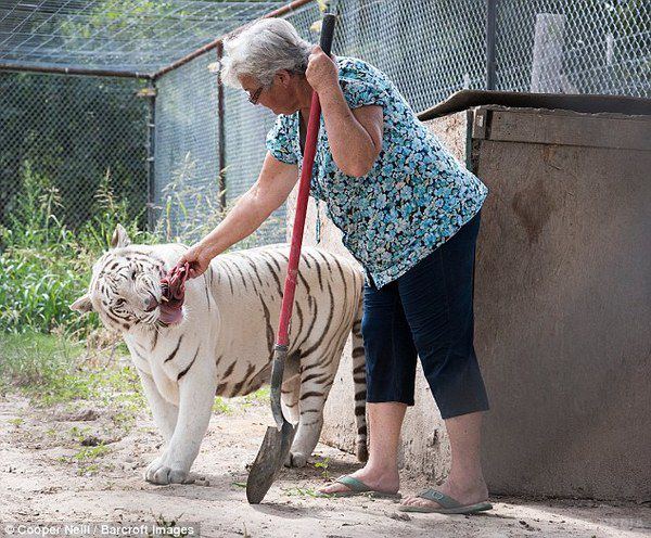Бабуся з Техасу приручила двох ведмедів і білого тигра. 62-річна мешканка Техасу Бонні Харт тримає на задньому дворі свого будинку незвичайних домашніх вихованців.