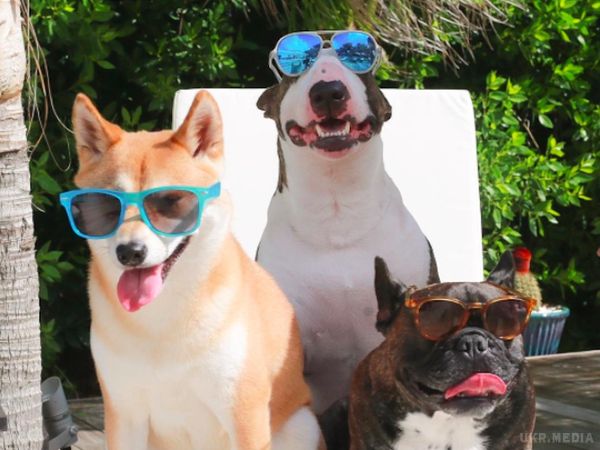Як живе наймодніший собака у світі: кумедні фото. За модним життям бультер'єра споглядають майже 200 тисяч фоловерів.
