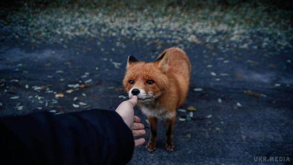 У Прип’яті лисиця їсть котлети з рук людей