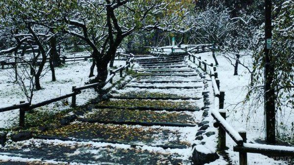 Аномальний снігопад накрив Токіо вперше за 54 роки: найкращі фото з Instagram. У японській столиці – місті Токіо – вперше за 54 роки випав сніг в листопаді.