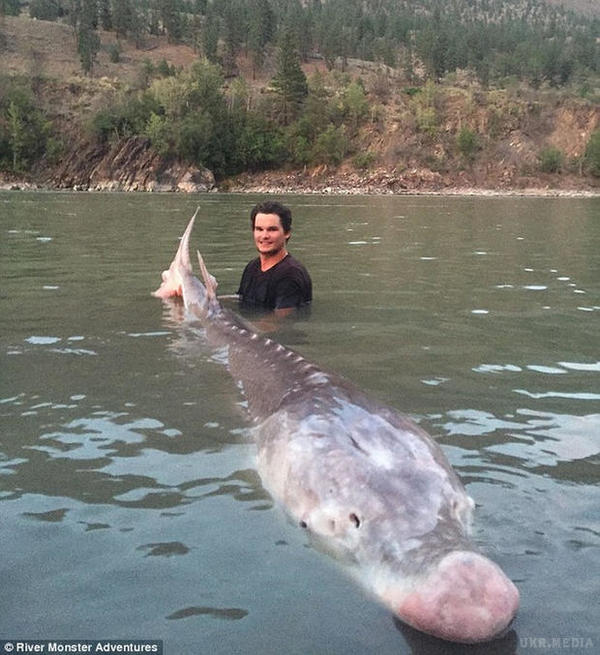 Канадець виловив вісімдесятирічну рибу вагою 295 кілограмів (відео). 19-річний канадець Нік МакКейб зловив великого білого осетра вагою 295 кілограмів.