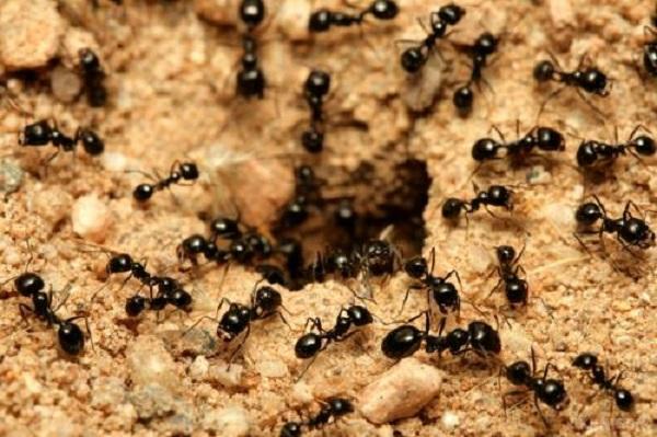 Ефіопські мурахи можуть колонізувати планету і людство захопити. Вчені стурбовані недавньою знахідкою. У стародавніх лісах поблизу Ефіопії виявлені мурахи. На думку дослідників, вони можуть захопити планету.
