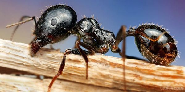 Вчені заявили, що сільське господарство винайшли мурахи. Вчені заявили, що мурашки задовго до людини винайшли сільське господарство.