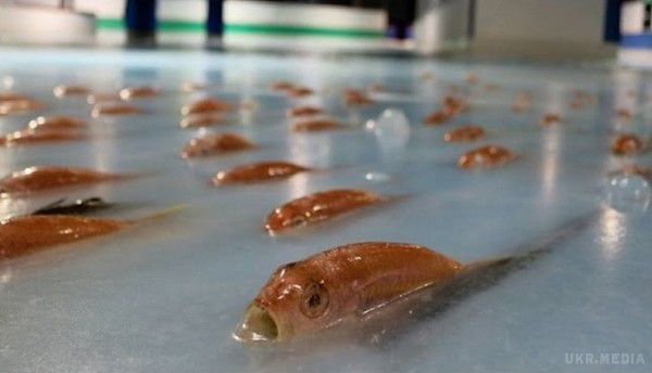 В Японії в ковзанці заморозили п'ять тисяч риб. В Японії в ковзанці заморозили п'ять тисяч риб. 