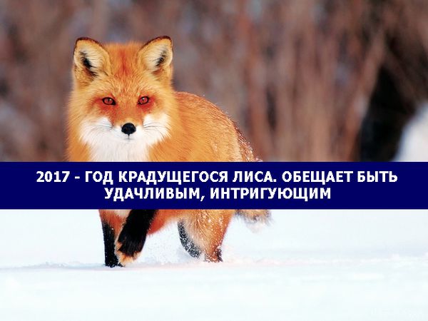 2017 - рік  Скрадливого Лиса обіцяє бути щасливим, інтригуючим, фінансово вигідним. Слов'янський гороскоп тварин утворився в язичницькі дохристиянські часи.