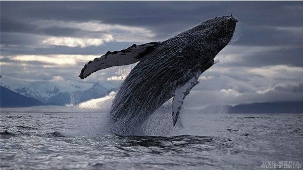 Вчені дослідили, для чого кити вистрибують із води. Горбаті кити відомі своєю любов'ю до ефектних стрибків з води, які супроводжуються бризками і ударами плавців