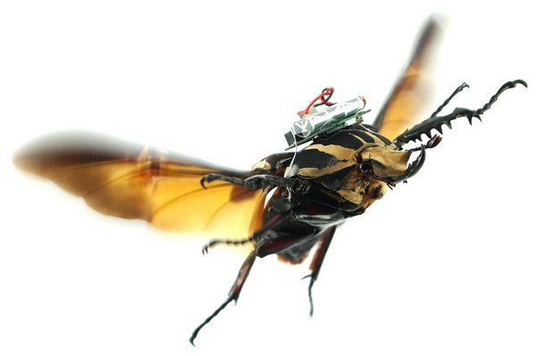 Жуки-кіборги будуть рятувати людські життя. Вчені Наньянського технологічного університету успішно імплантували в організм живого жука електроди, які дозволяють дистанційно управляти комахою-кіборгом.