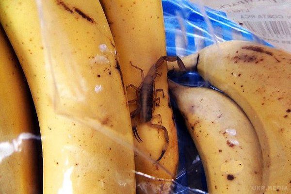 При купівлі бананів Білоруса вжалив скорпіон. Несподівано і сумно закінчився похід в один з магазинів відомої торгової мережі для жителя білоруського міста Барановичі Брестської області. 