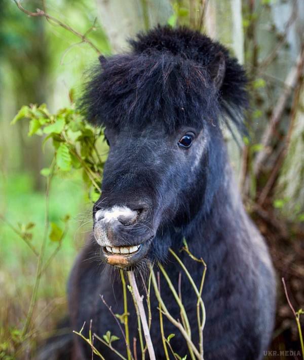 Кмітливий поні Базилік став зіркою Instagram. Базилік любить грати з фітболом.