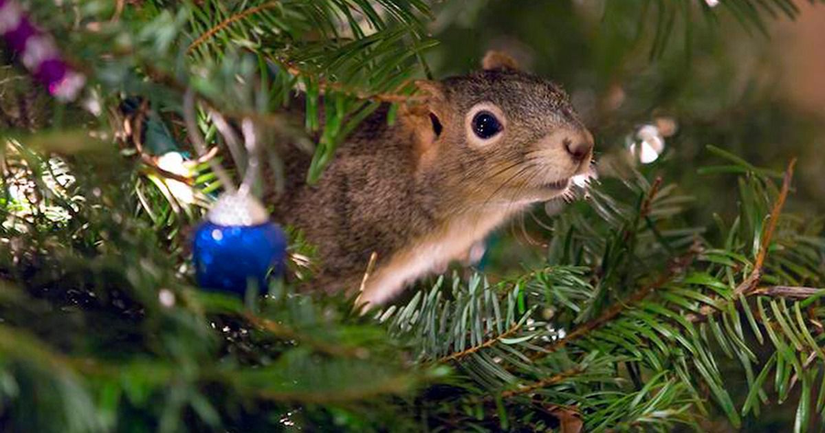 У США білка за добу вкрала 150 лампочок з Різдвяної гірлянди (відео). В Сіетлі (штат Вашингтон) білка за 24 часа вкрала з різдвяної гірлянди 150 лампочок, 