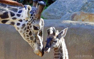 Вчені стурбовані різким зниженням популяції жирафів у світі. Жирафи тепер вказані як тварини "у вразливому положенні" у Червоній книзі. 