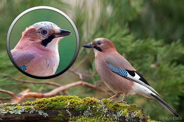 Народні прикмети: 11 грудня 2016 року. 11 грудня люди шанують красиву птицю – сойку. Дізнайтеся, що робили наші предки в цей день.