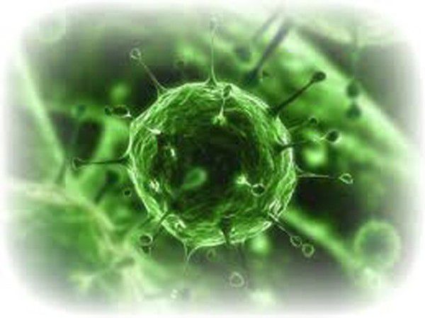 Вчені виявили віруси, здатні знищити людей. Шотландські вчені з Единбурзького університету проводили дослідження, в результаті якого виявили, щонайменше, 37 вірусів, здатних знищити людей на планеті Земля. 