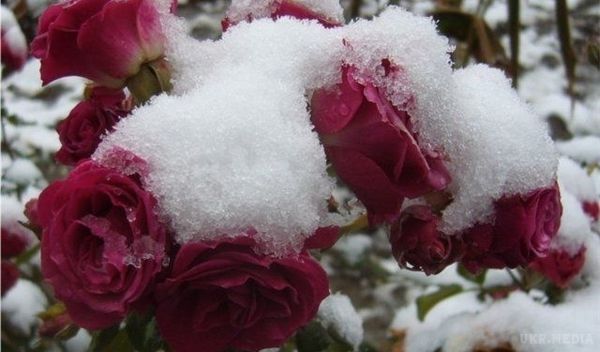 У Росії троянди висадили прямо на снігу. В Росії у місті Зеленограді на засніжених клумбах висадили кущі троянд.