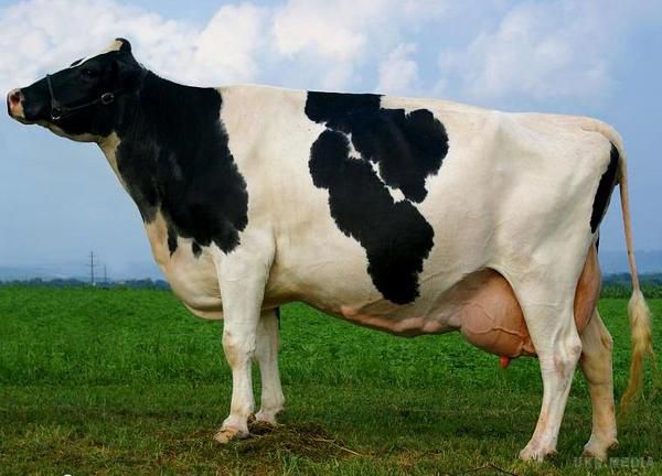 Під ніж у 2017 році Україна може втратити до 70% корів, - виробники. До кордонів України підійшли два дуже небезпечних для життя корів захворювання: вірус ящура і вузликовий дерматит.