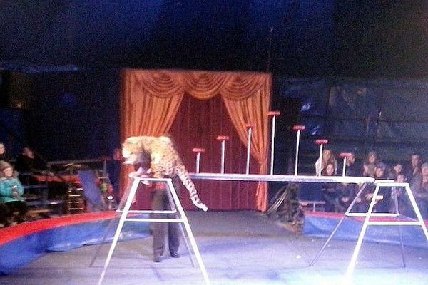 У Росії на глядачів цирку напав леопард (ВІДЕО). Дресирований леопард, у якого прямо під час шоу зіпсувався настрій, з якої-то причини вирішив повечеряти глядачами прямо на трибунах, 