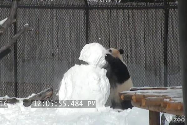 «Не оцінила»: у зоопарку Торонто панда побилася зі сніговиком (відео). Нову прикрасу свого вольєра категорично не оцінила одна з мешканок зоопарку в Торонто. Панда прийняла сніговика за якусь небезпечну істоту, яка посягає на її територію.