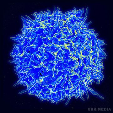 Оце так! Синє світло стимулює імунітет. Дослідники з Джорджтаунського університету виявили, що звичайне синє світло сонячного спектру стимулює активність Т-клітин. 
