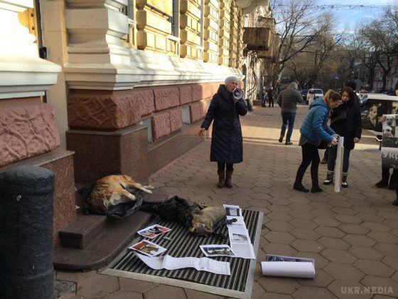 Одеса: Волонтери обклали поліцію трупами собак. Зоозахисники влаштували мітинг на захист вуличних тварин.