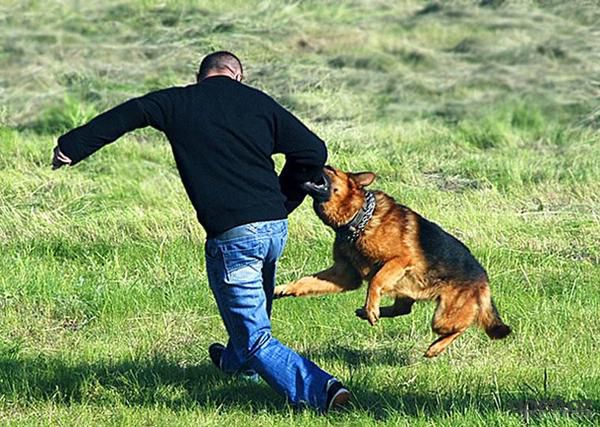 Якщо на вас напала  бродяча собака - що робити?.  Поведінка багатьох з них часто буває недружня, і тоді виникає очевидна загроза життю людини.