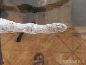 У Перу в печері знайшли загадкову руку з трьома пальцями. Вчені ретельно вивчають кінцівку дивної істоти.
