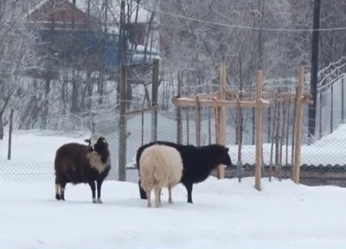 На Закарпатті вовки прийшли в село і загризли сімох овець(відео). У селі Велика Уголька, що на Тячівщині, вовки посеред ночі загризли овець