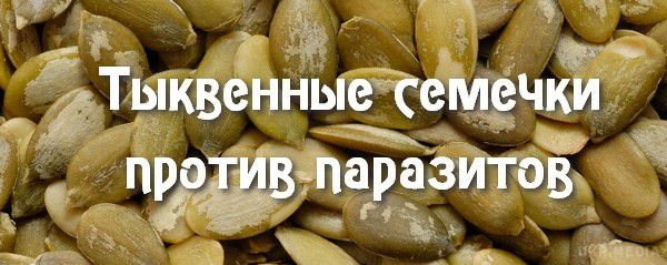 Гарбузове насіння проти паразитів. Протипаразитарні і антигельмінтні властивості гарбузового насіння закладені в тонкій зеленій шкірці, яка обволікає насіння.