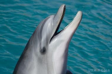 В Японії група дельфінів втекла з акваріума. Тваринам допомагають плисти, але це становить для них небезпеку.