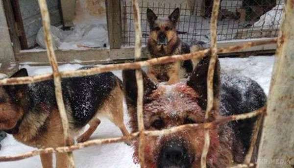 У Київській області собаки напали на бійця АТО який помер від отриманих травм.  У загиблого залишилися двоє дітей і дружина-інвалід.