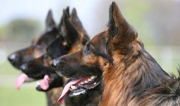 Жахливий випадок на Херсонщині: Чоловіка насмерть загризли три собаки. На Херсонщині в місті Гола Пристань від нападу трьох вівчарок загинув 43-річний чоловік