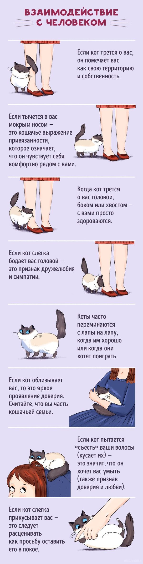 Як знайти спільну мову зі своїм котом, у кішок є своя мова!!!. Кішок є своя мова, вивчивши яку ви зможете краще розуміти один одного.