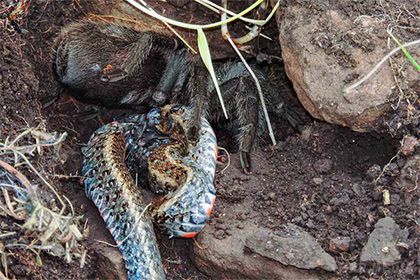 Фахівці вперше задокументували випадок поїдання тарантулом змії. Бразильські вчені вперше задокументували випадок поїдання павуком тарантулом змії в дикій природі. 