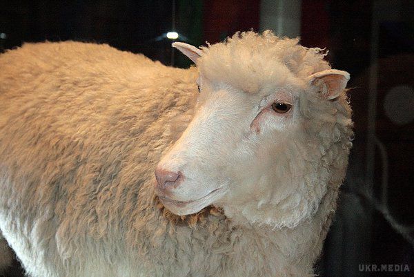 Вівця Доллі— самиця вівці, перша успішно клонована тварина з клітини іншого дорослого організму. Самиця вівці, перша успішно клонована тварина з клітини іншого дорослого організму.
