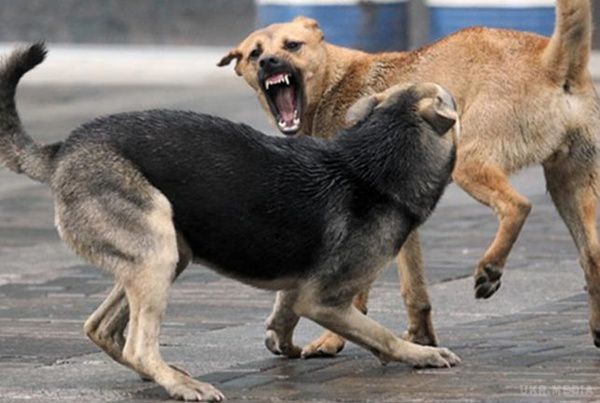 Як врятуватися при нападі собак - експерт. За останній місяць в Україні сталося три резонансні випадки нападу собак на людей. 