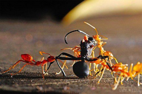 Австралія потерпає від нашестя червоних вогняних мурашок. Австралія потерпає від нашестя червоних вогняних мурах, які завдають серйозної шкоди.