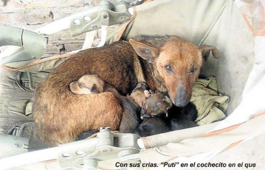 Куди котиться цей світ?! Собаки рятують людей. Бездомна собака всю ніч зігрівала немовляти, якого «мати» викинула на мороз.