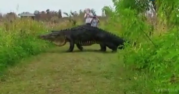 В американській Флориді помітили гігантського крокодила (відео). Недалеко від американського міста Лейкленд, штат Флорида, помічений гігантський алігатор. 