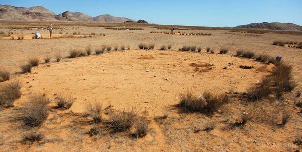 Чому появляються ці "відьомські кола" в Африці. Дослідники пояснили появу "відьомських кіл" спільним впливом будівельників-термітів і зростанням трав в умовах нестачі води.
