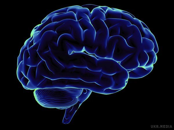 Вчені виростили штучний мозок, що складається з трьох областей. Штучний мозок складається з мигдаликів, гіпокампа і кори.