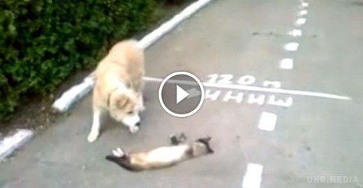 Побачивши собаку, кіт відразу прикинувся мертвим (відео). Хитрющий кіт, побачивши собаку, не захотів рятуватися втечею, а просто взяв і прикинувся мертвим.