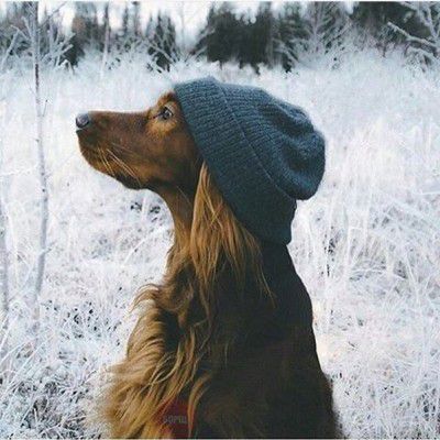 Собака Бородіної стала популярнішою телеведучої. Ксенія Бородіна висловила «невдоволення» з приводу швидкості набору популярності її пса в мікроблозі Instagram.