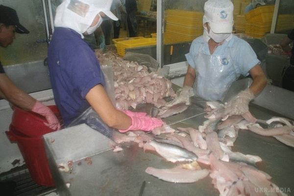 Чому рибу пангасіус категорично не можна вживати в їжу. Риба — необхідний продукт в раціоні людини.
