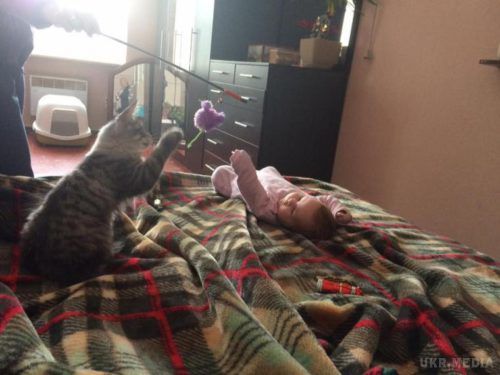 У сім'ї рівненської волонтерки Яни Зінкевич «поповнення» (фото). Відома госпітальєрка на своїй сторінці у Facebook написала, що в неї з'явився новий член сім'ї – кошеня породи мейн-кун.