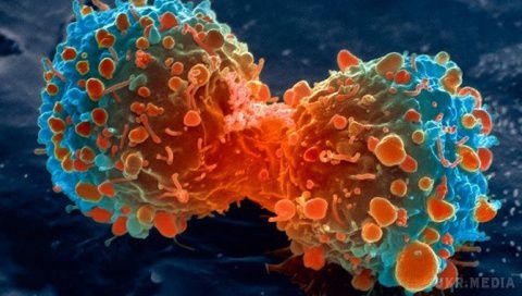 Виявлено вірус, який полює виключно на ракові клітини. Науковці з Університету Лідса й Інституту ракових досліджень заявили про унікальну знахідку, вони виявили вірус, який уражає лише ракові клітини, не зачіпаючи при тім здорові. 