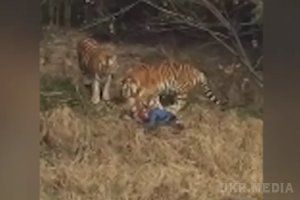 У китайському зоопарку тигр з'їв туриста, який заліз до нього у вольєр. Співробітники зоопарку зробили всі необхідні заходи для порятунку чоловіка, однак він загинув.