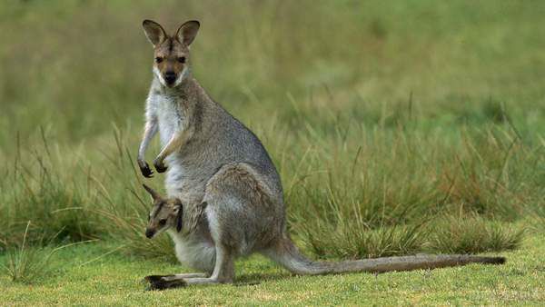 Вчені зробили сенсаційну заяву про кенгуру. Вчені знайшли спільні гени у людини і кенгуру.